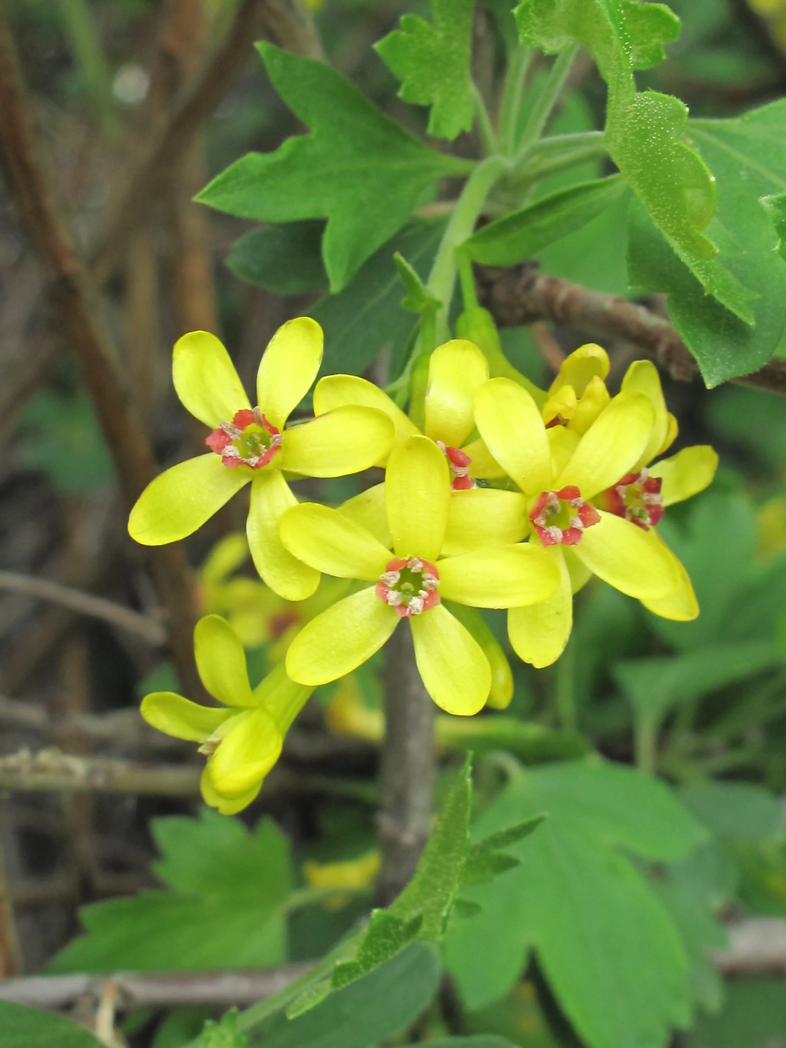 Ribes aureum