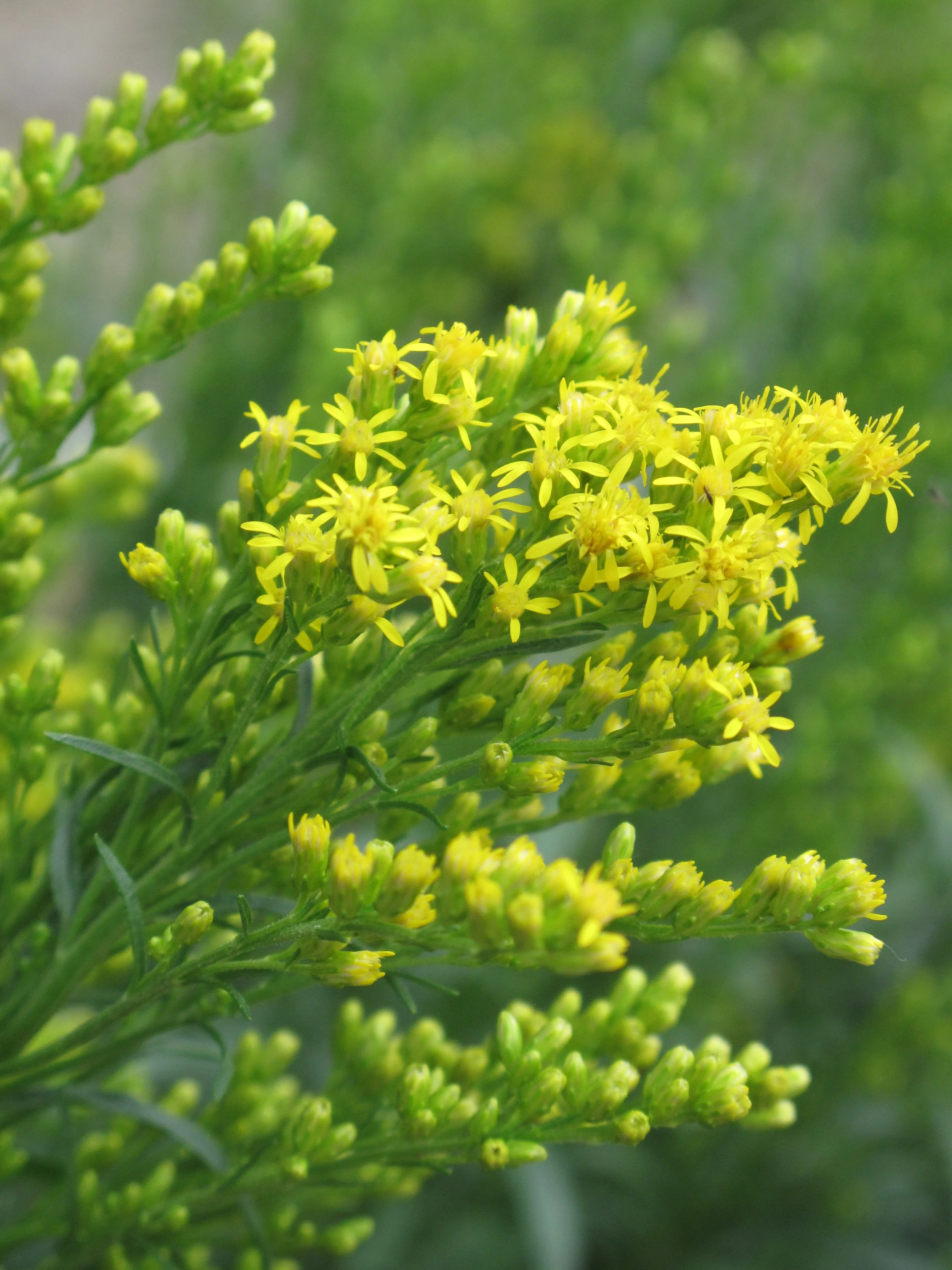 Solidago missouriensis