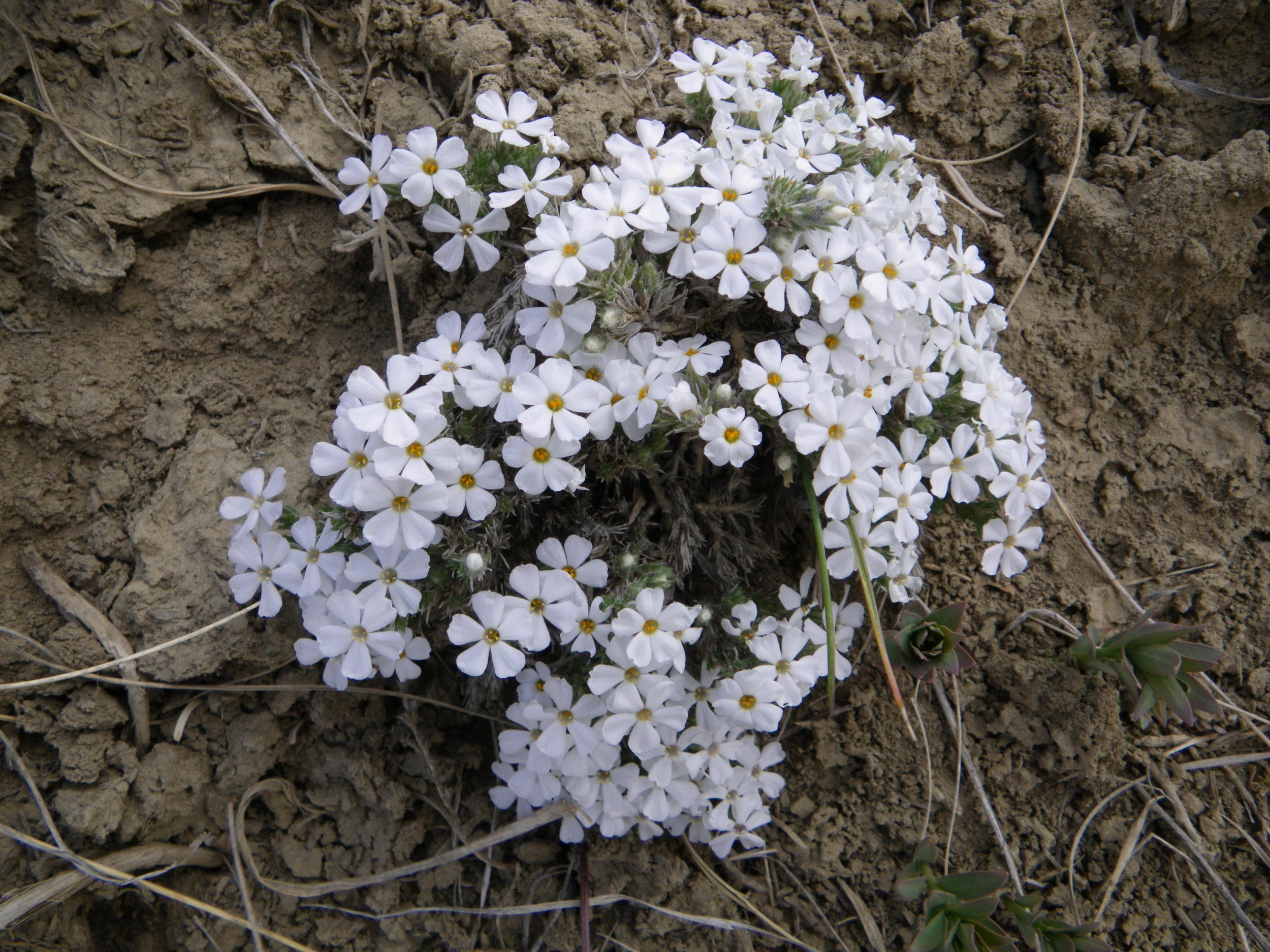 Phlox hoodii