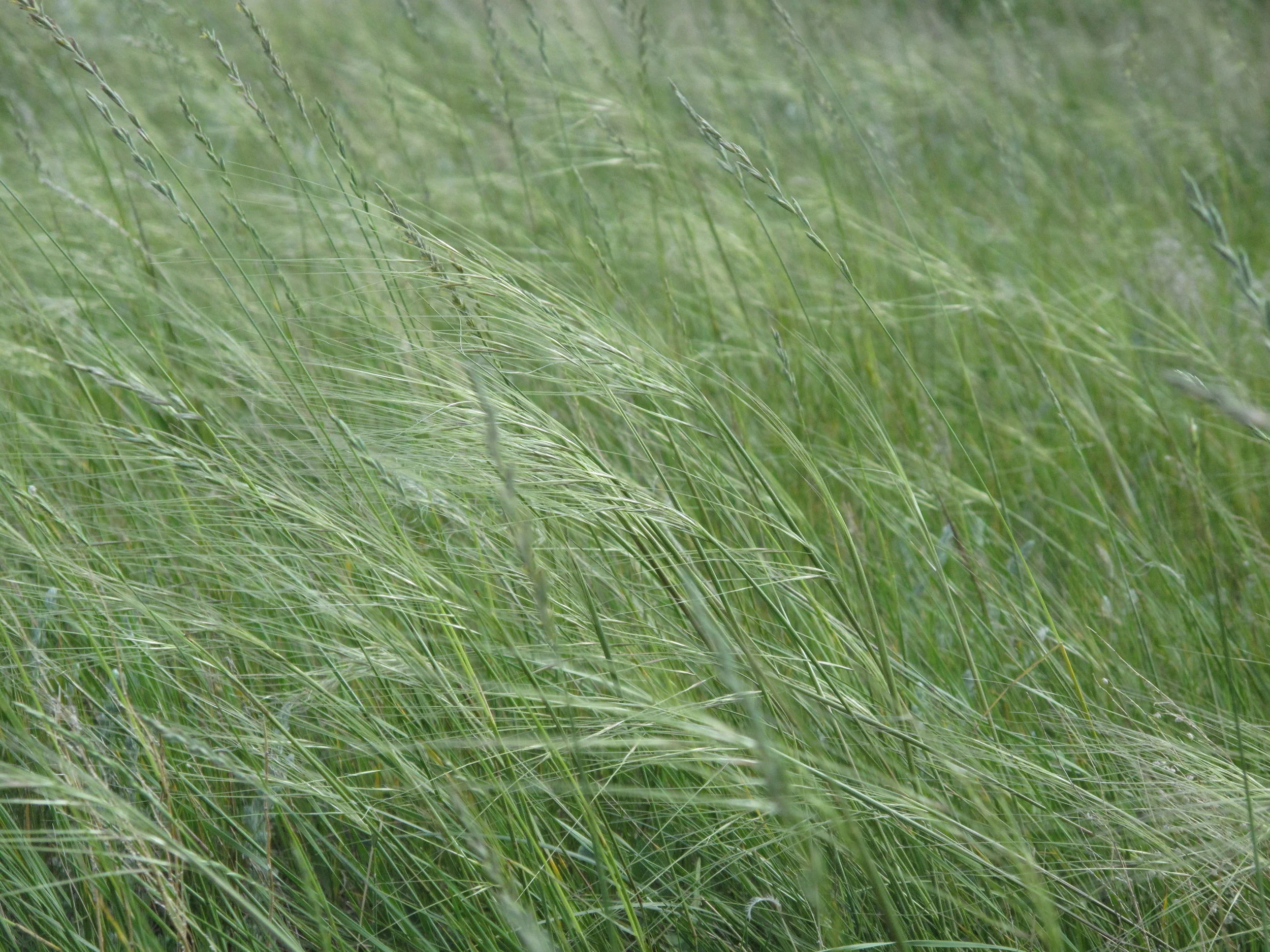 Hesperostipa comata