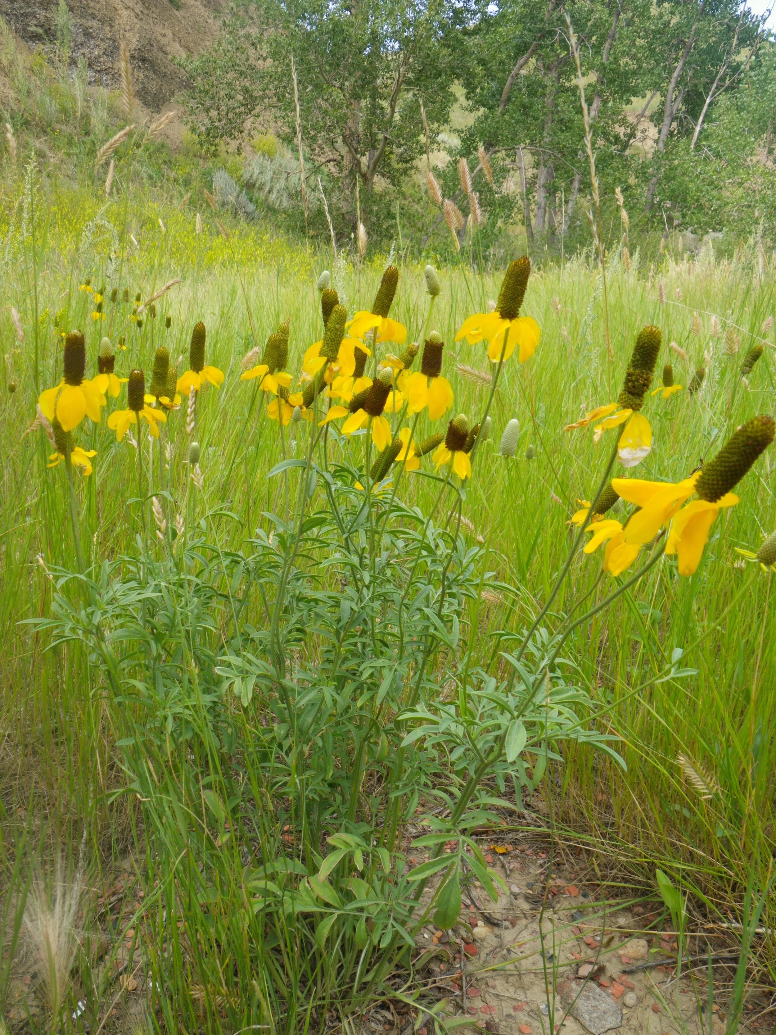 Ratibida columnifera
