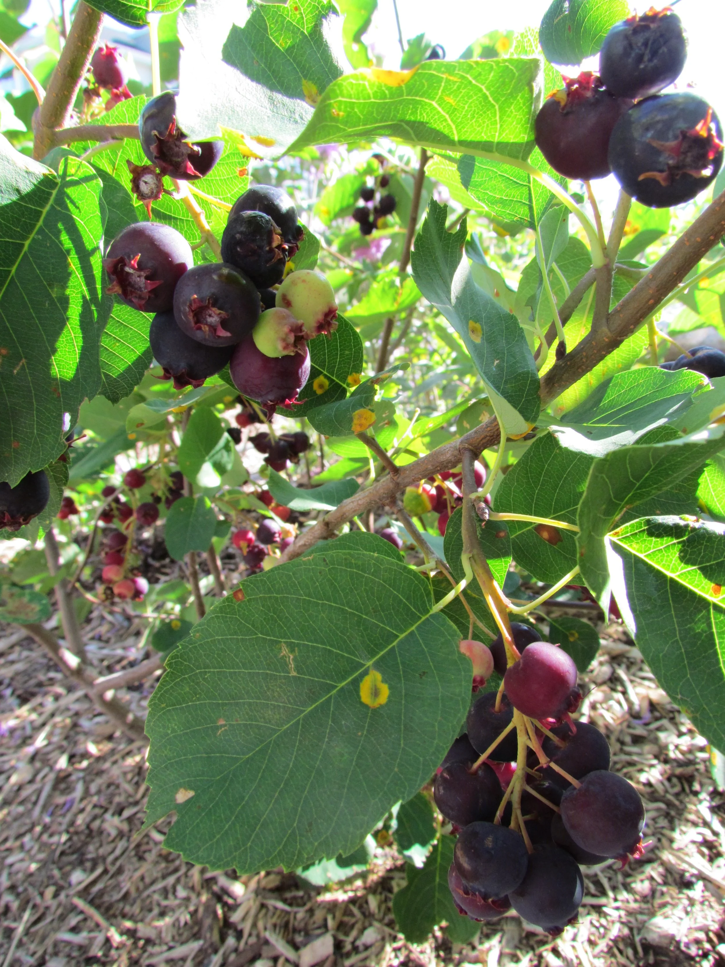 Amelanchier alnifolia