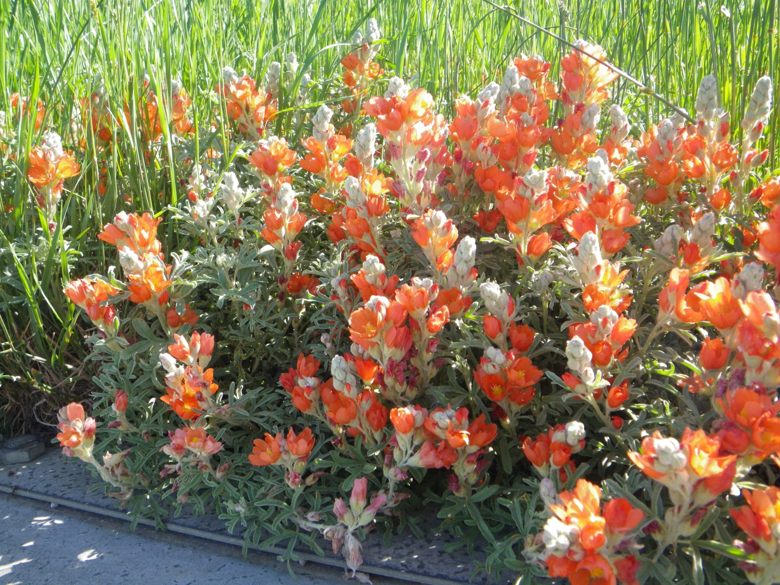 Sphaeralcea coccinea