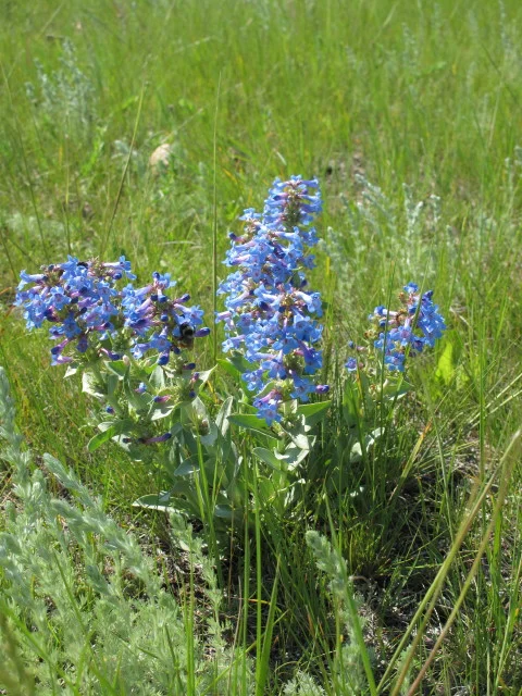 Penstemon nitidus