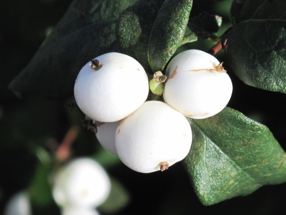 White Snowberry (Symphoricarpos albus) in Edmonton St Albert Sherwood Park  Stony Plain Alberta AB at Millcreek Nursery Ltd