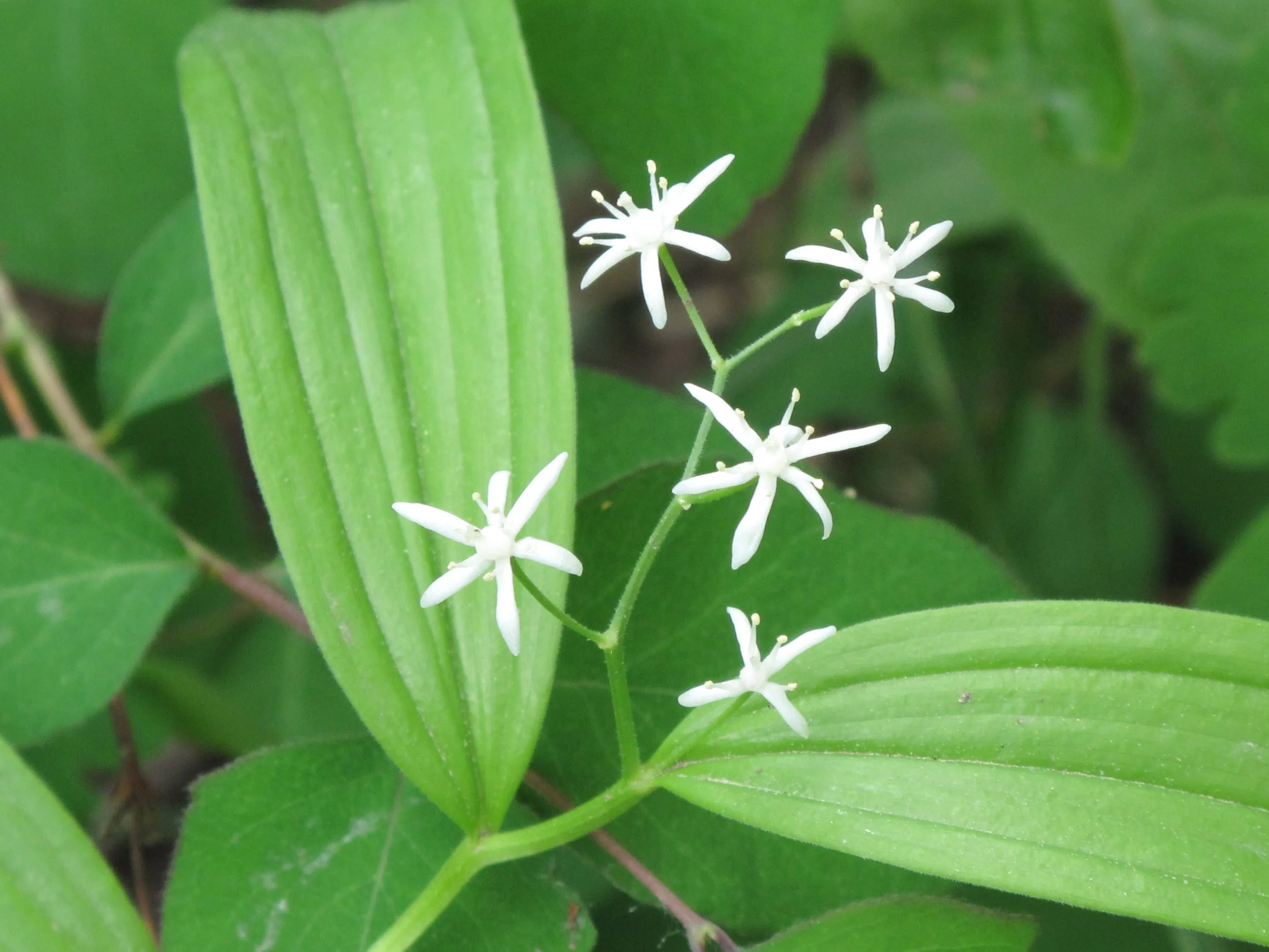Smilacina stellata