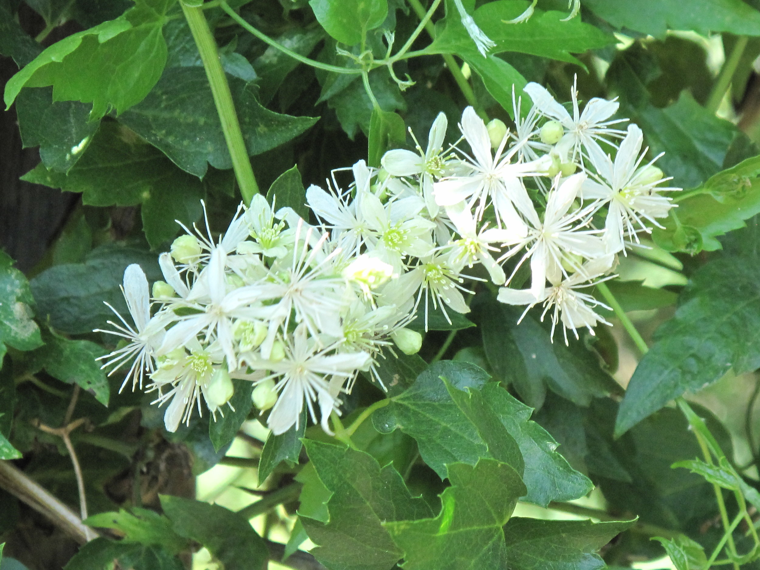 Clematis ligusticifolia