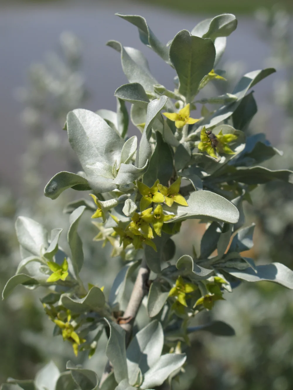 Wolf Willow, Silverberry  Galt Museum & Archives