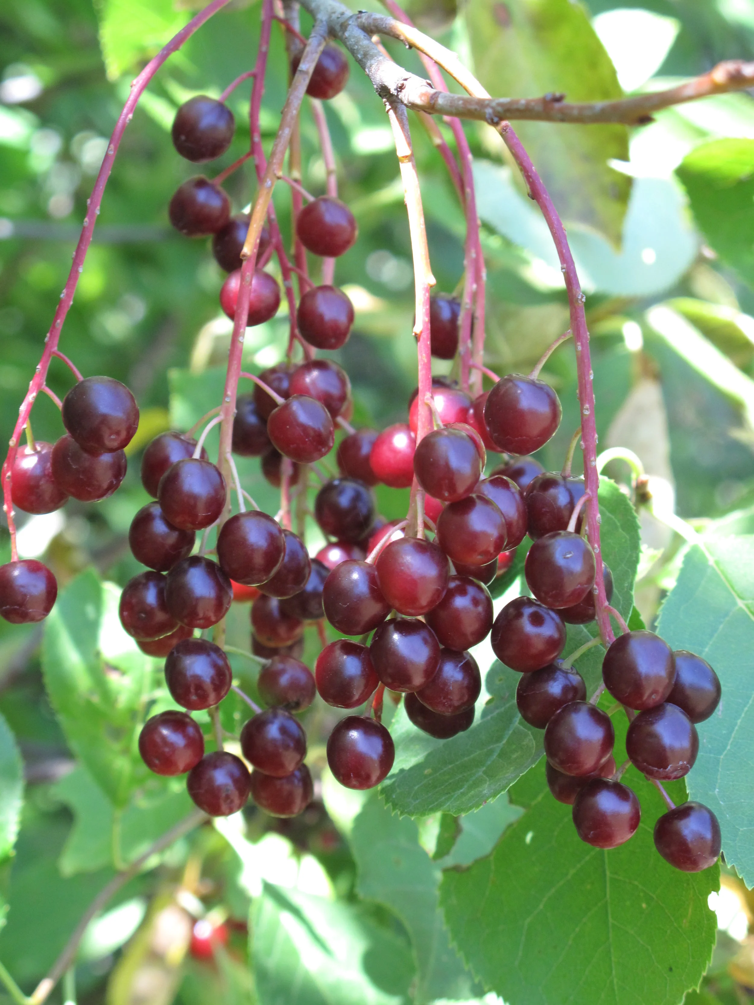 Chokecherry