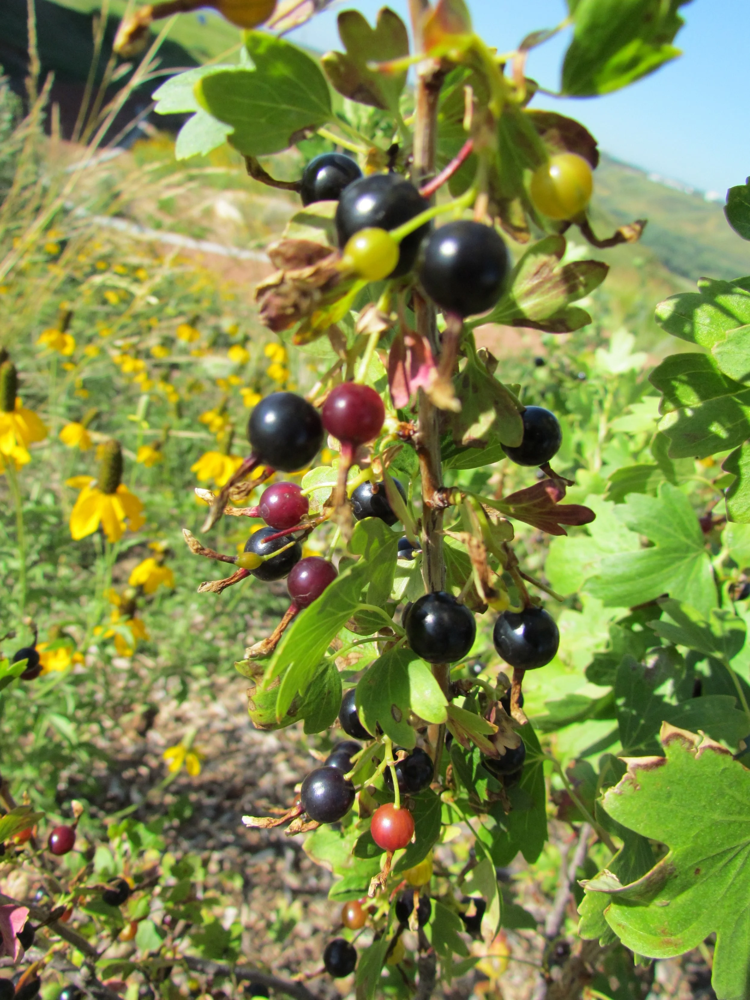 Golden Currant  