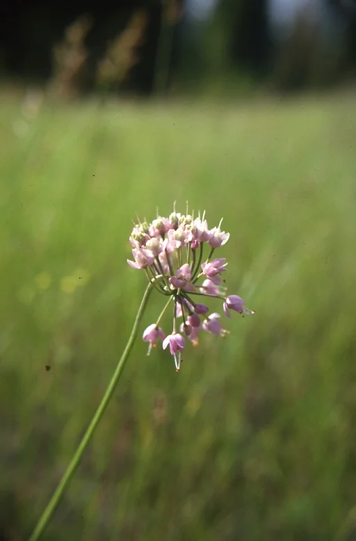 Nodding Onion