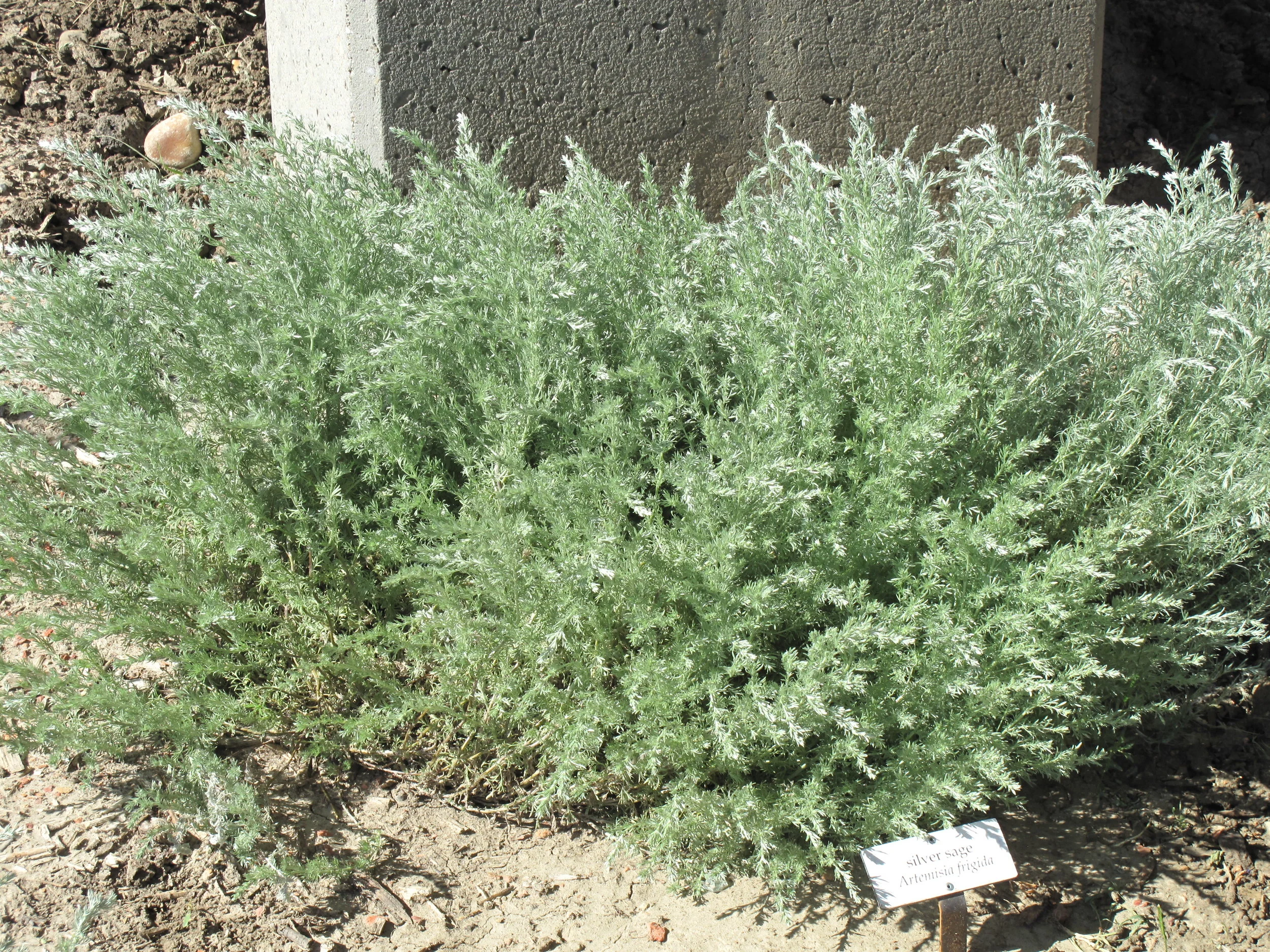 Silver Sage, Pasture Sage