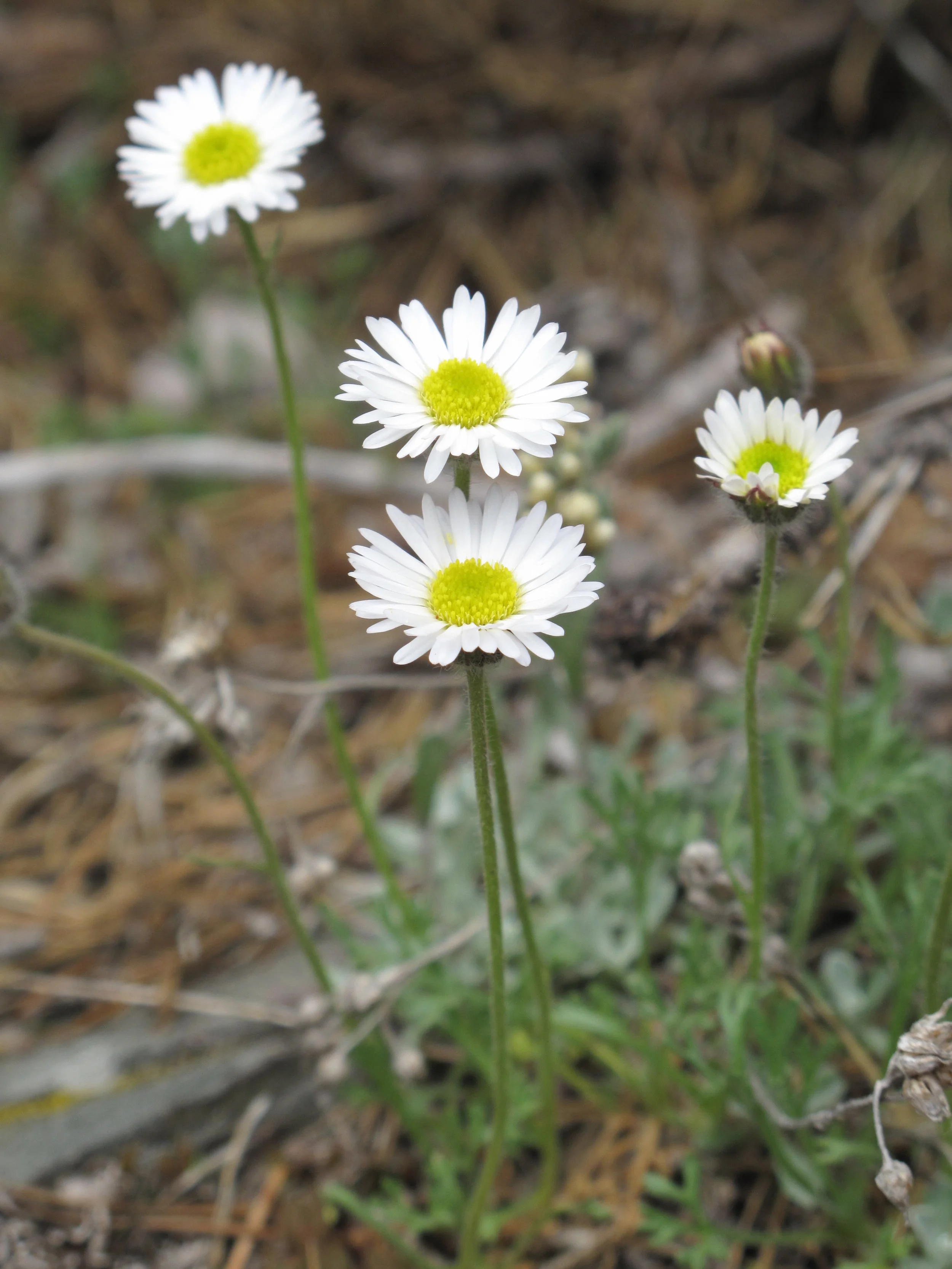 Compound Fleabane