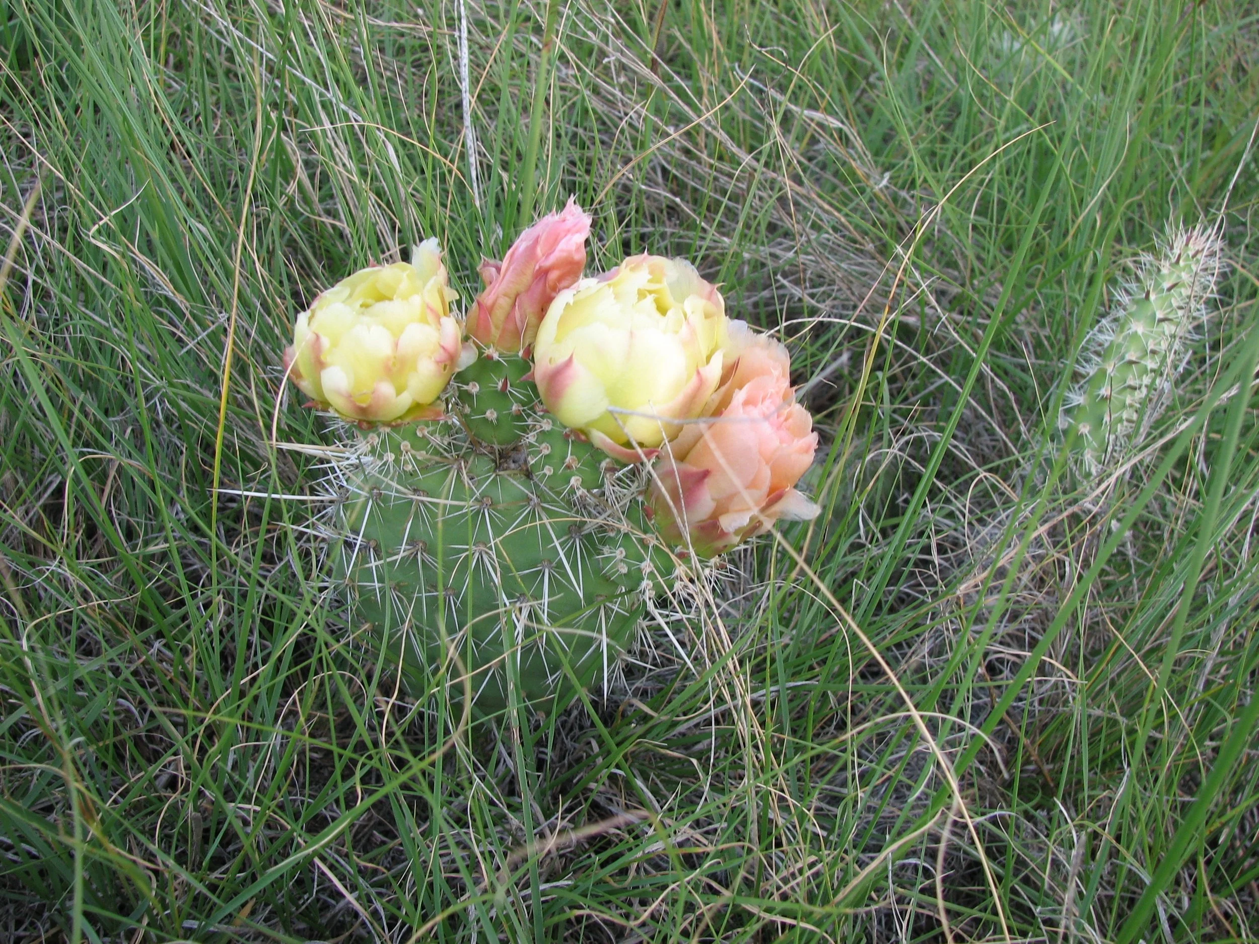 Prickly Pear Cactus