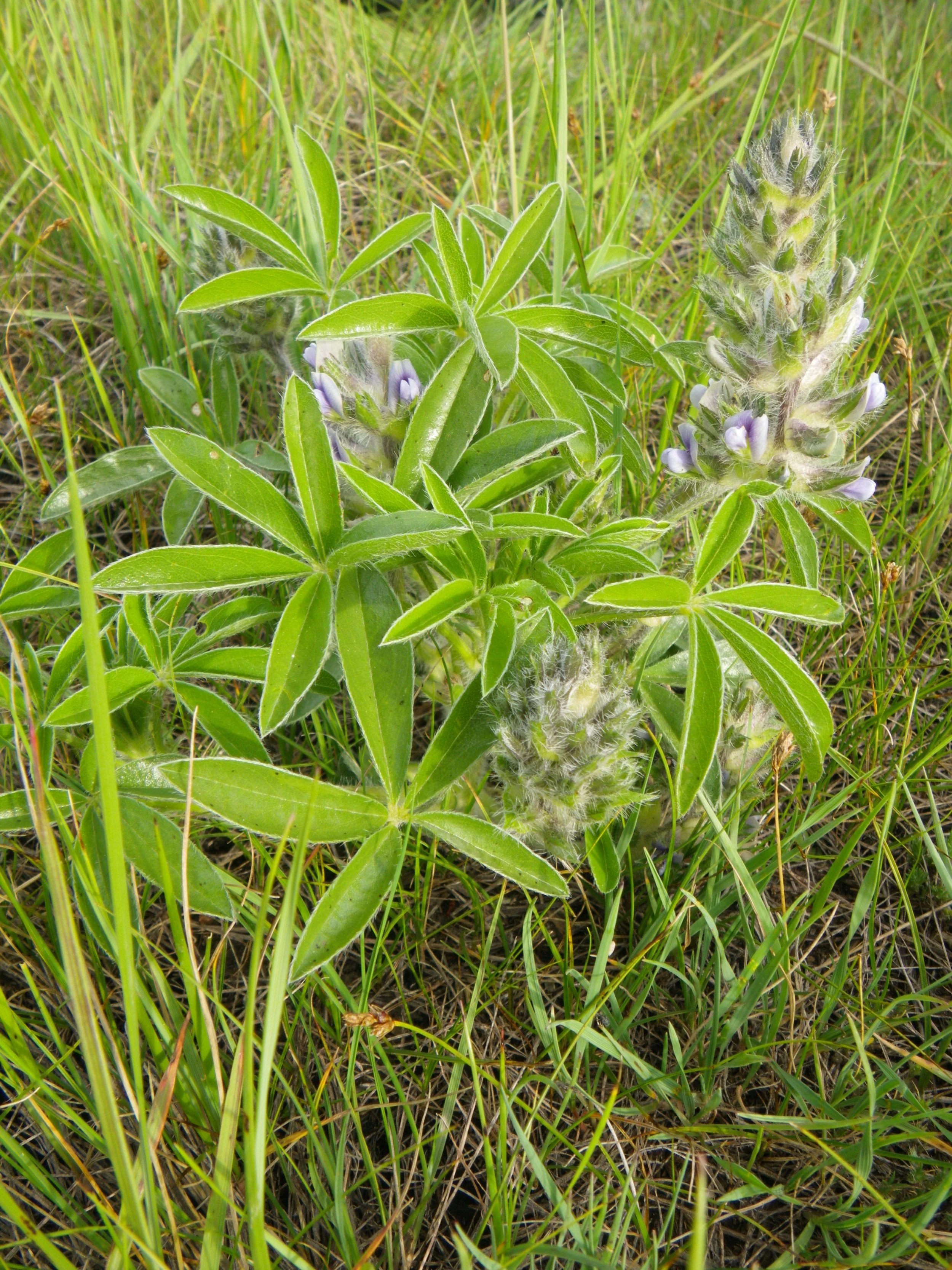Indian Breadroot