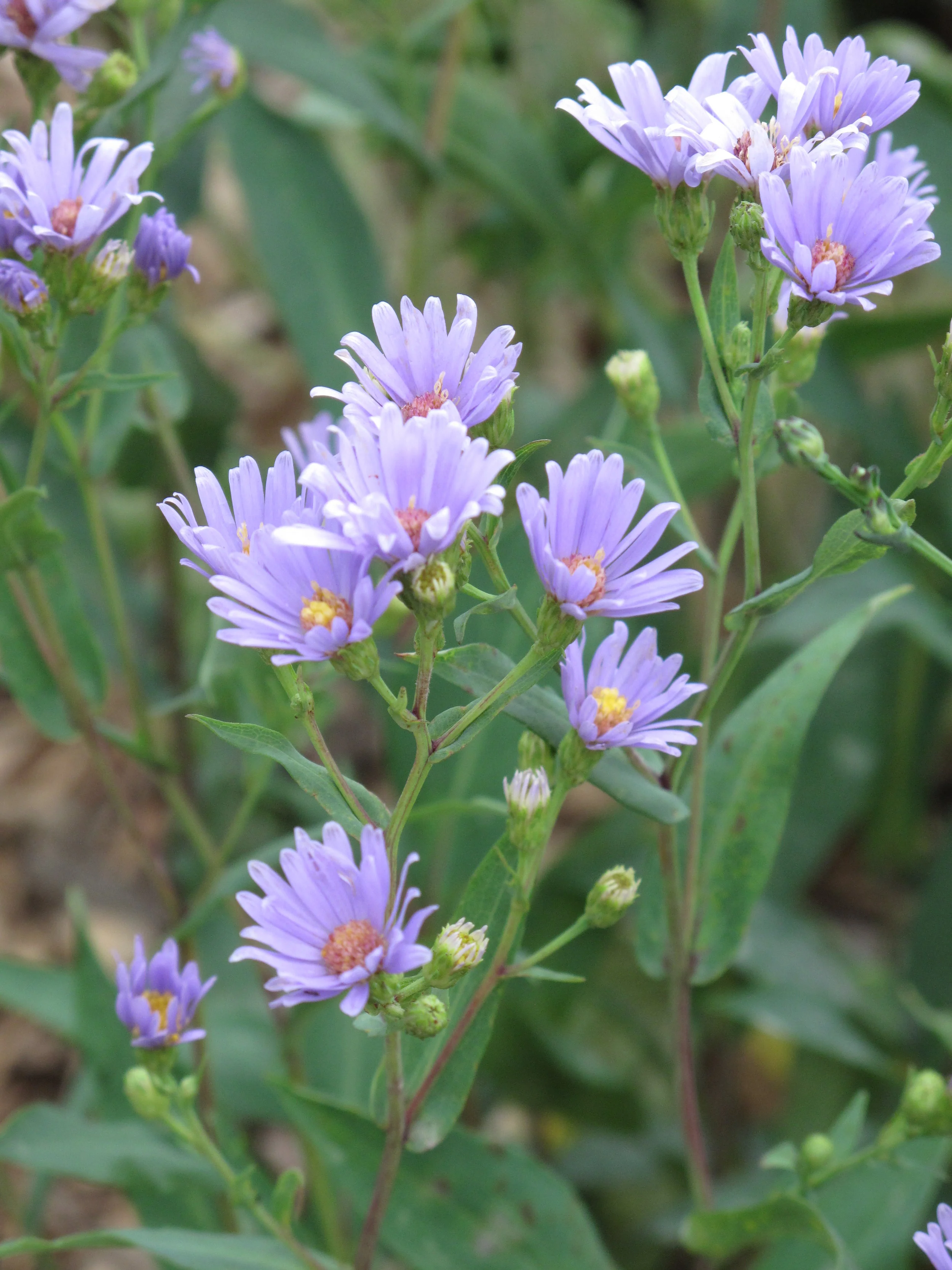 Smooth Blue Aster