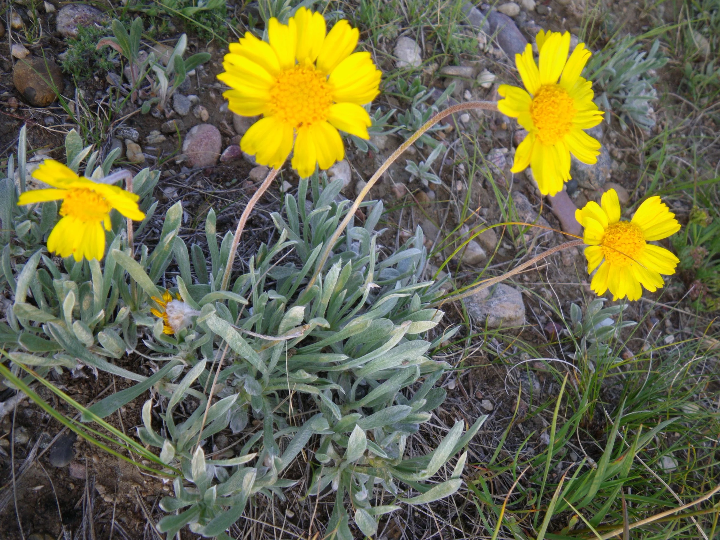 Butte Marigold