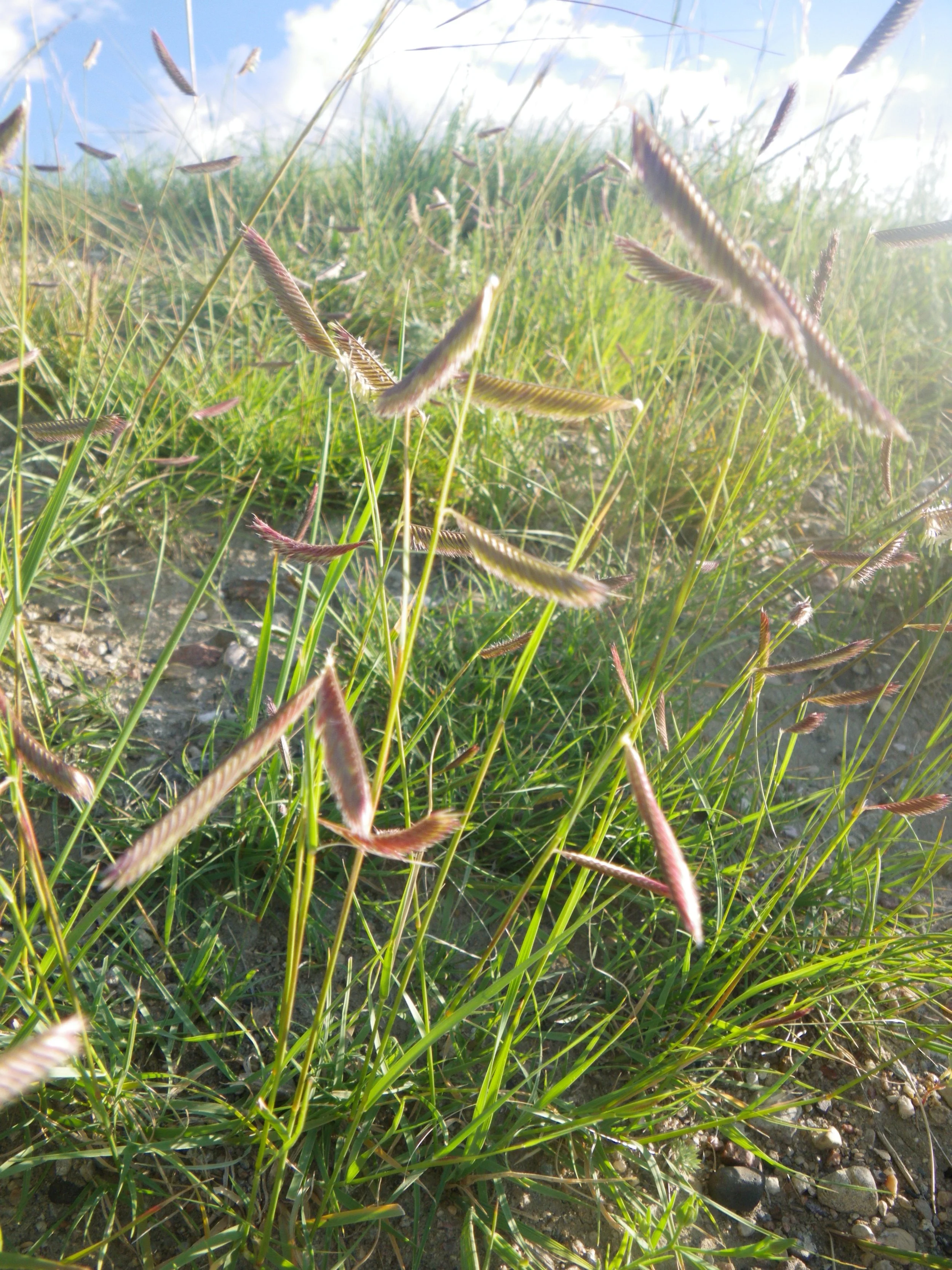 Blue Grama Grass
