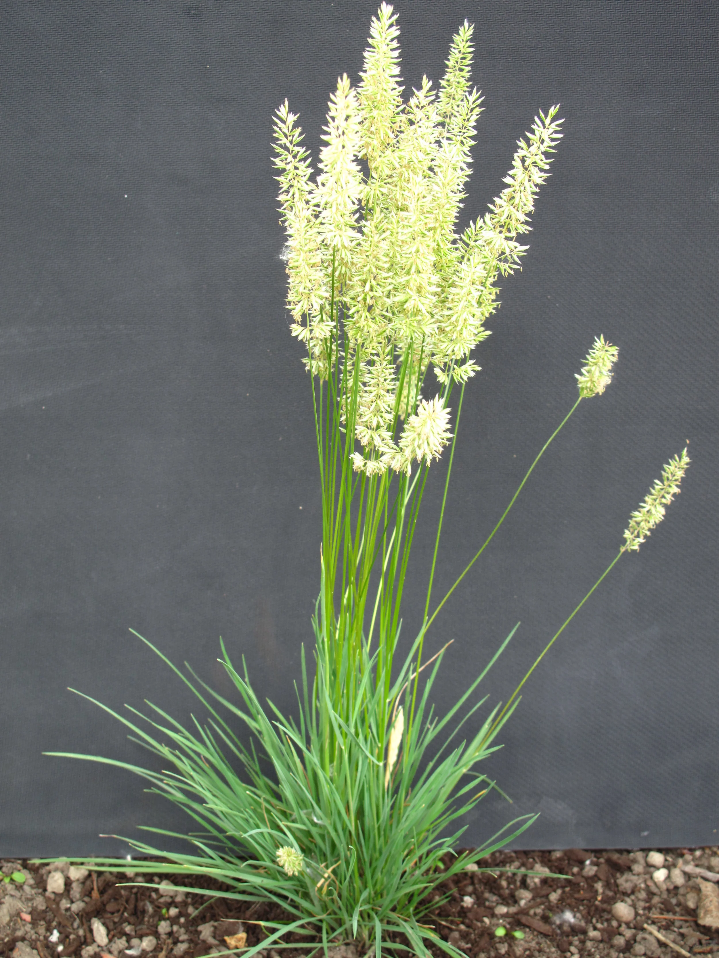 Prairie Junegrass