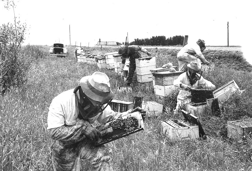 How Sweet it is Beekeeping in Southwestern Alberta — Galt Museum