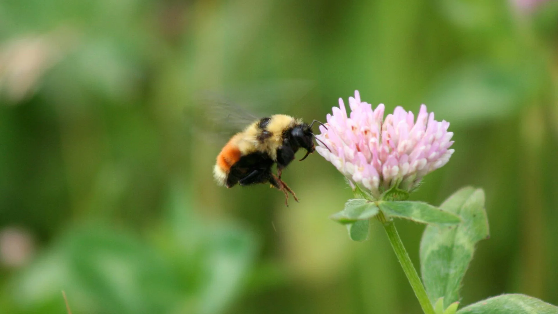 Buzzworthy: Alberta's Native Bees