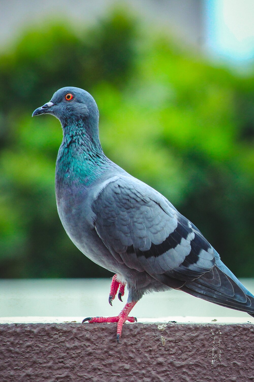 Kak’koo: Pigeon