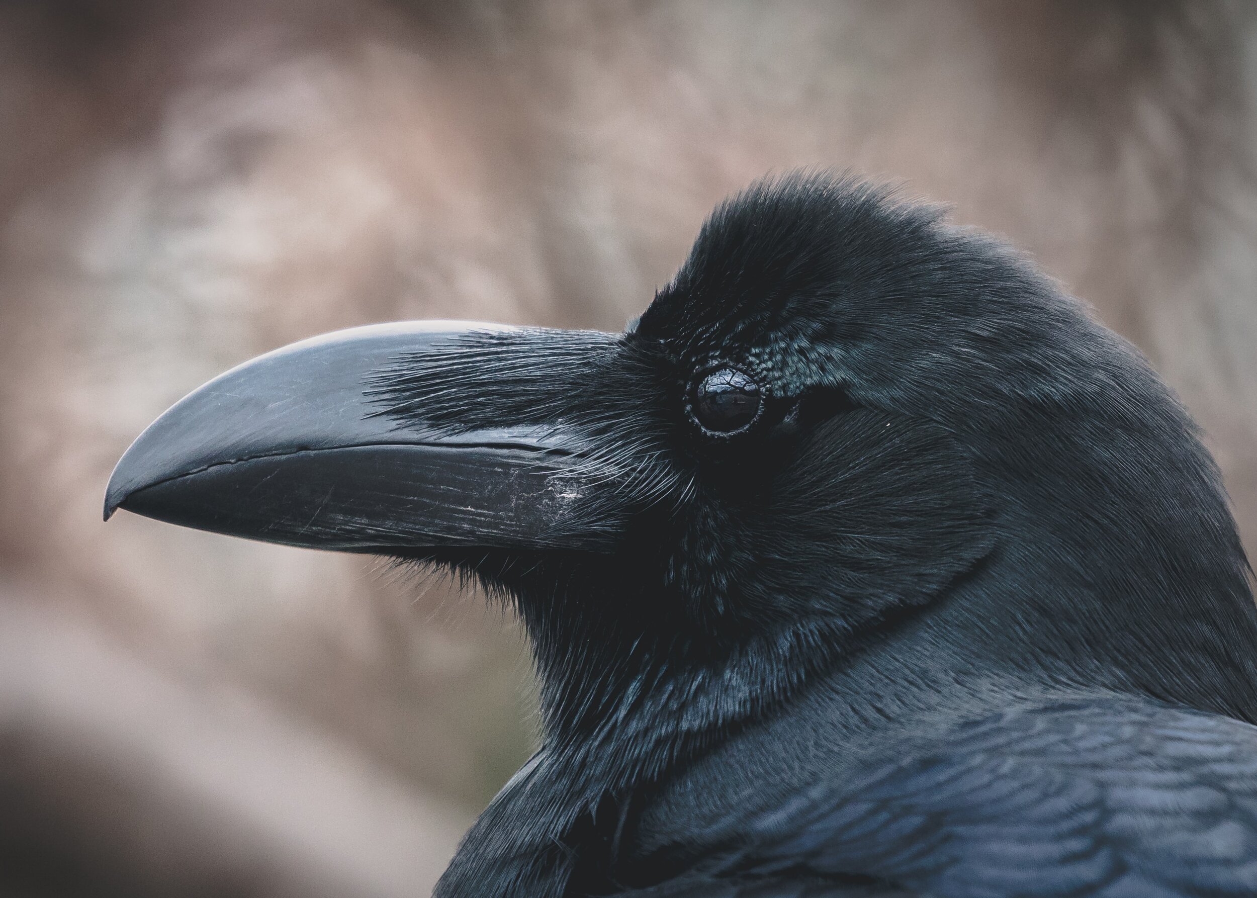 Omahkai: Raven