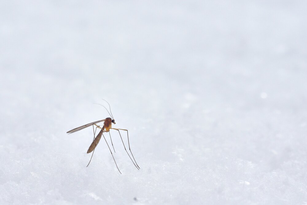 lk’kstohksisi: Mosquito