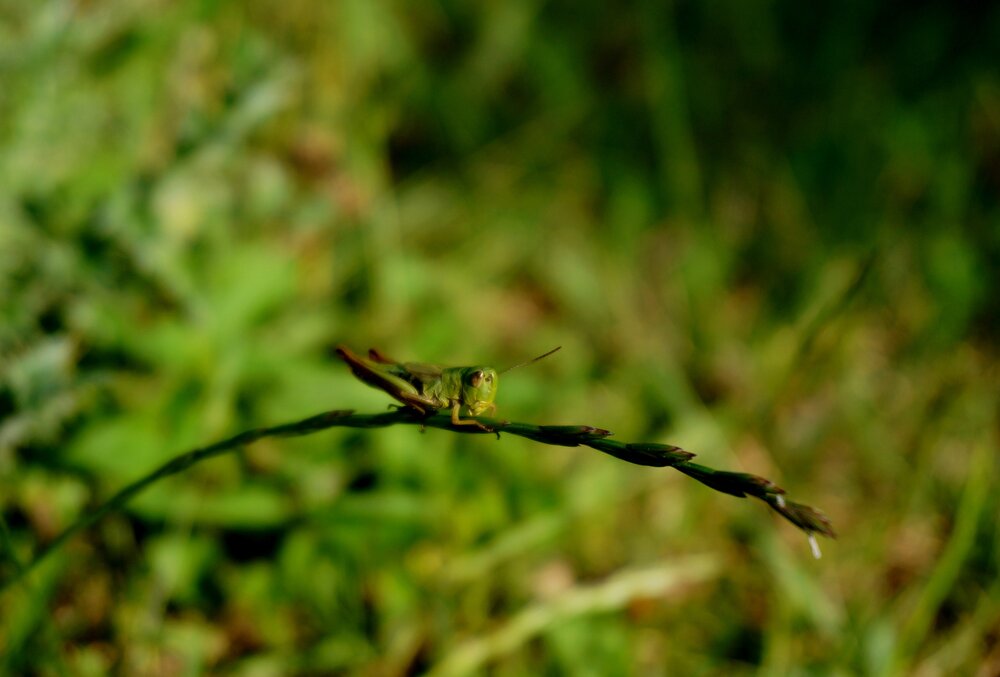 Tsikatsii: Grasshopper