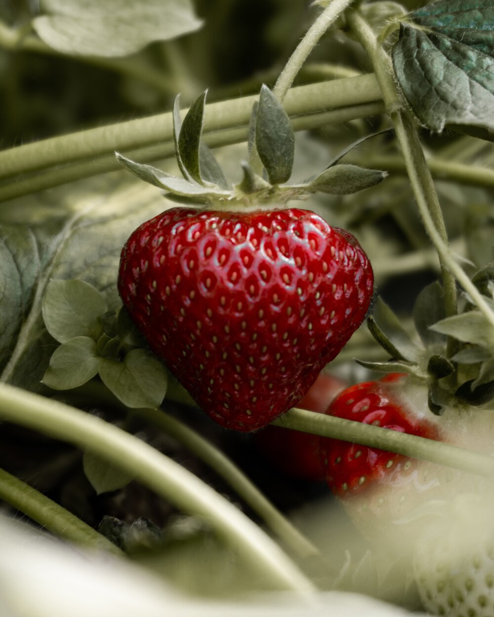 Ootsistsiinin: strawberry