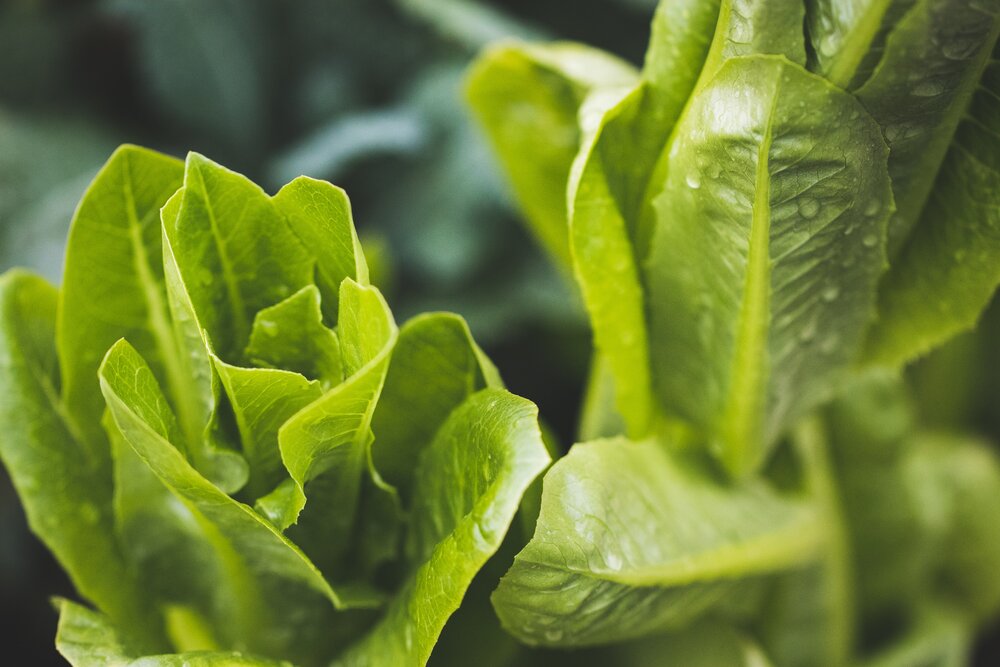 Niipii: lettuce