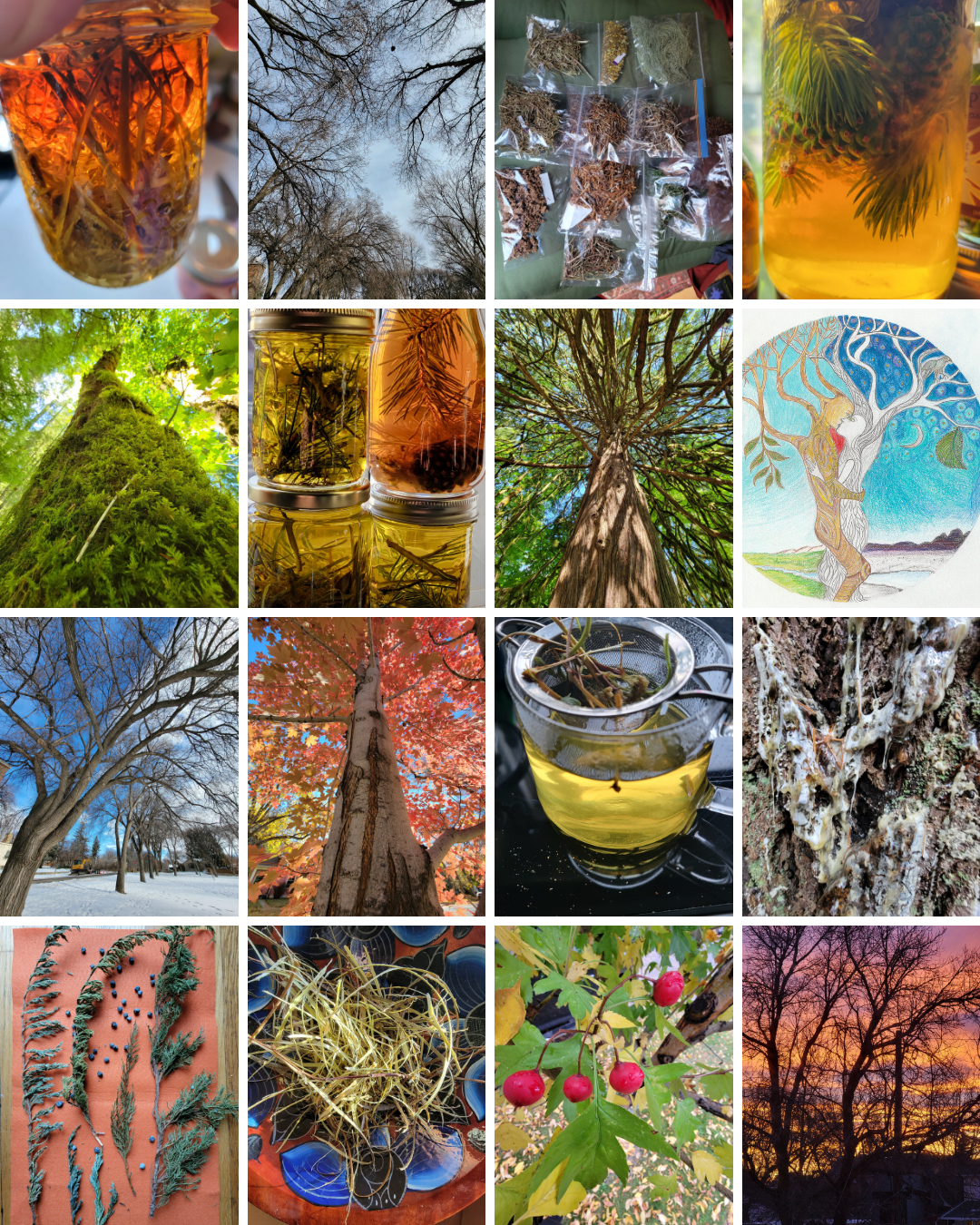 Tree Teachings series Growing Beyond Ourselves