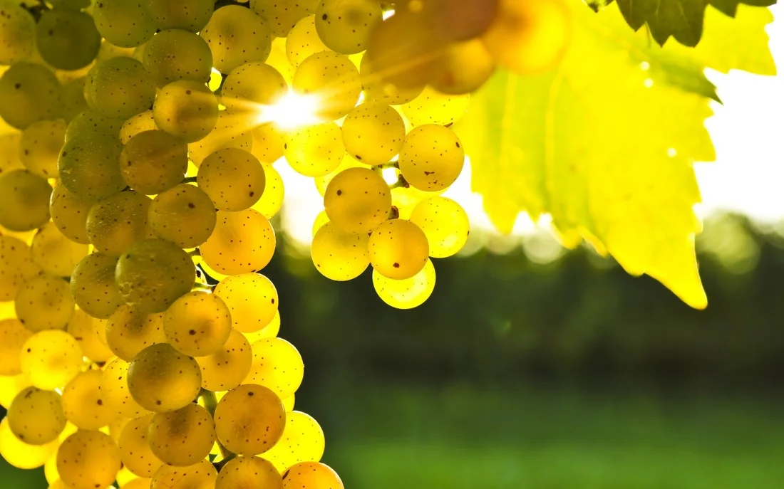 Robola_grapes.jpg
