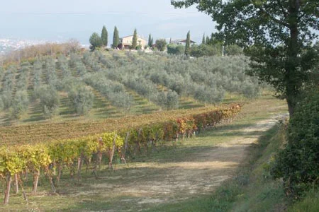 romanelli.jpg