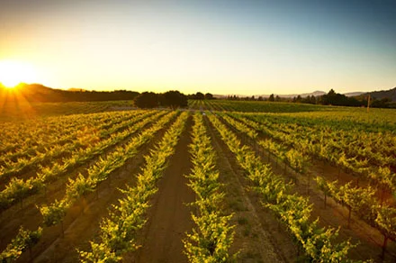foppiano_vineyards.jpg