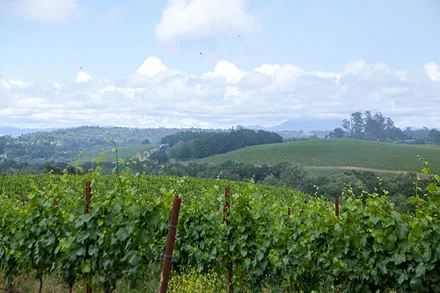 iron_horse_vineyards.jpg