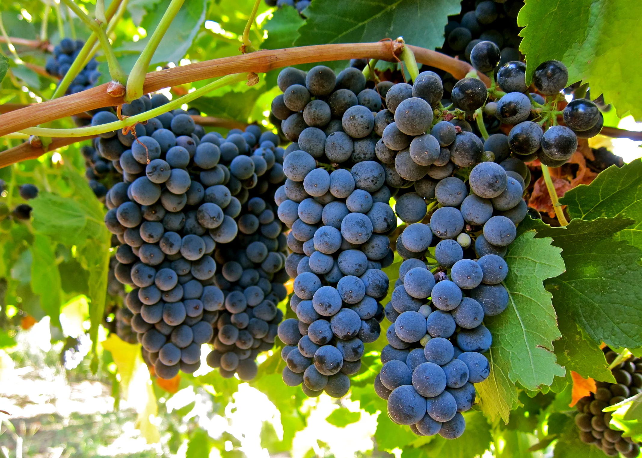 PETITE SIRAH GRAPES