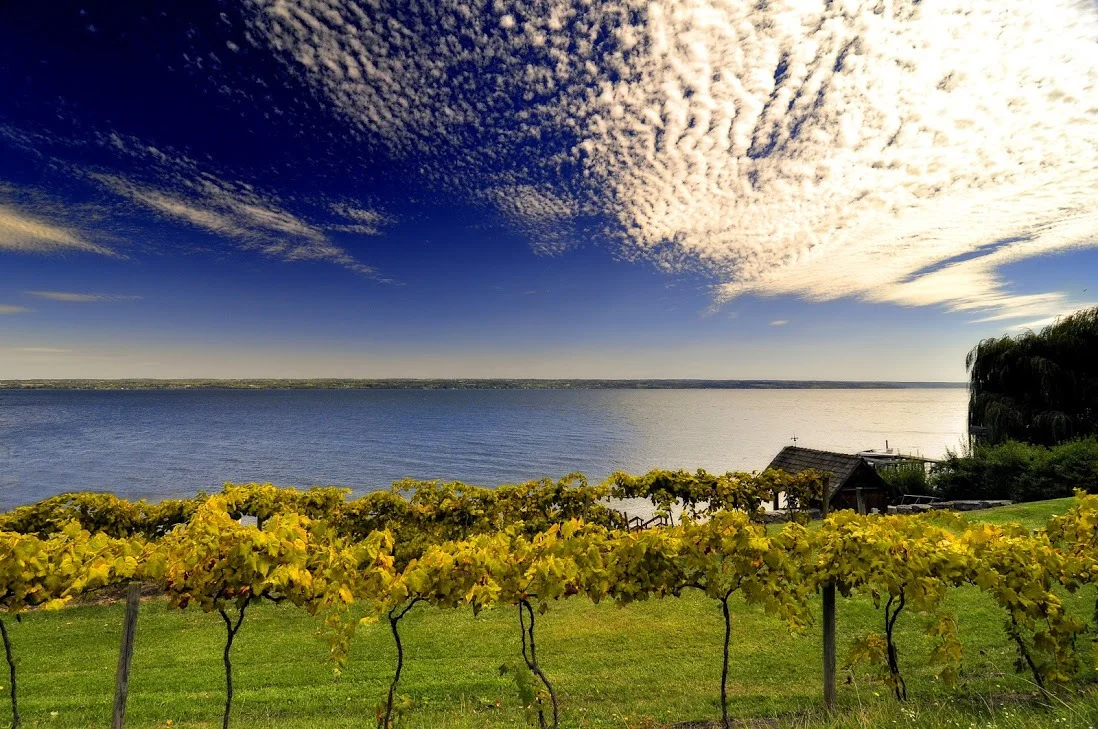 Vineyard in the Finger Lakes