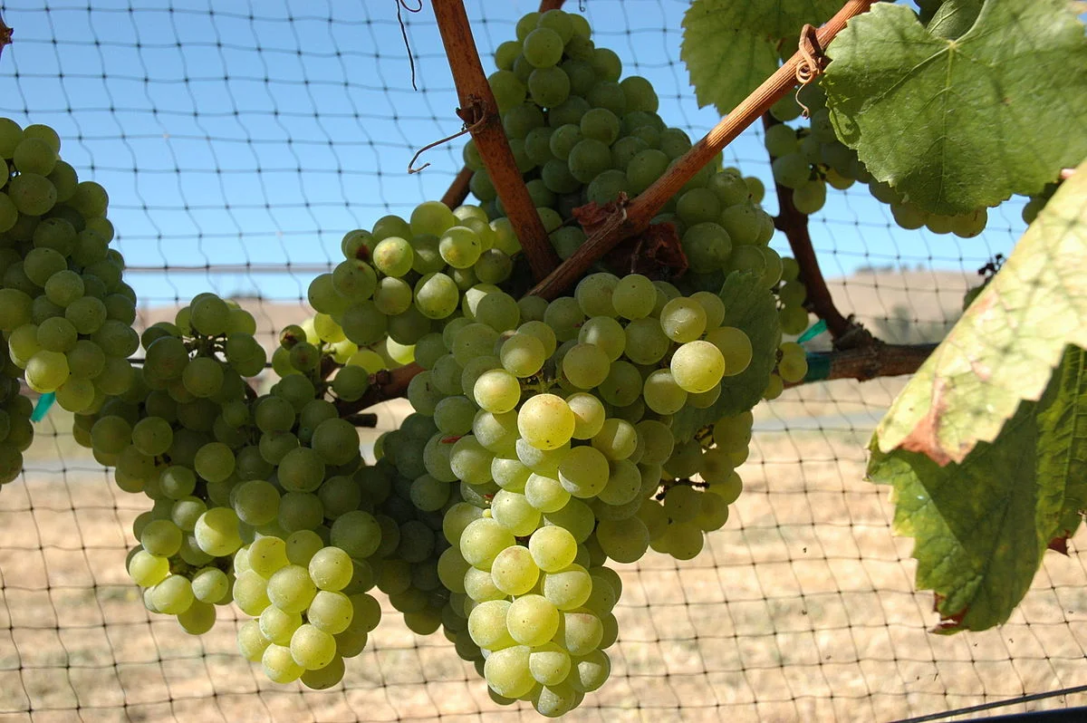 CHARDONNAY GRAPES ON THE VINE