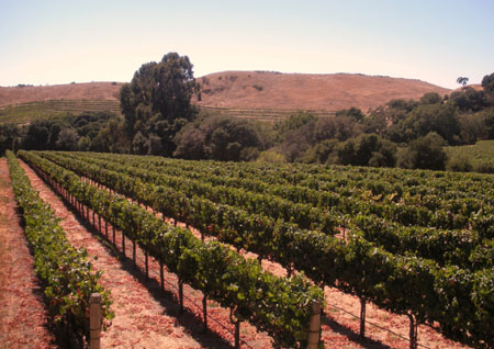 Growing Chardonnay grapes in Carneros, California