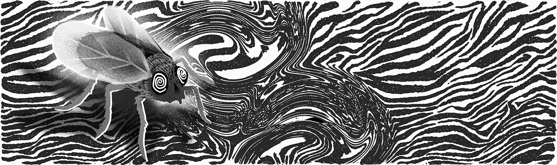 NY Times Zebra final Flat web.jpg