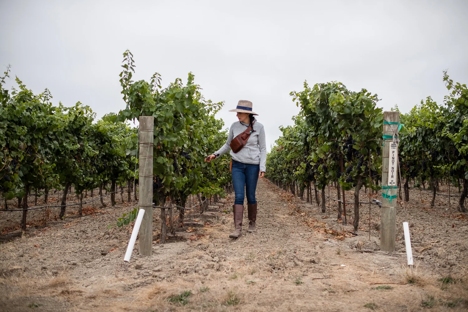 170824_harvest_8632.jpg