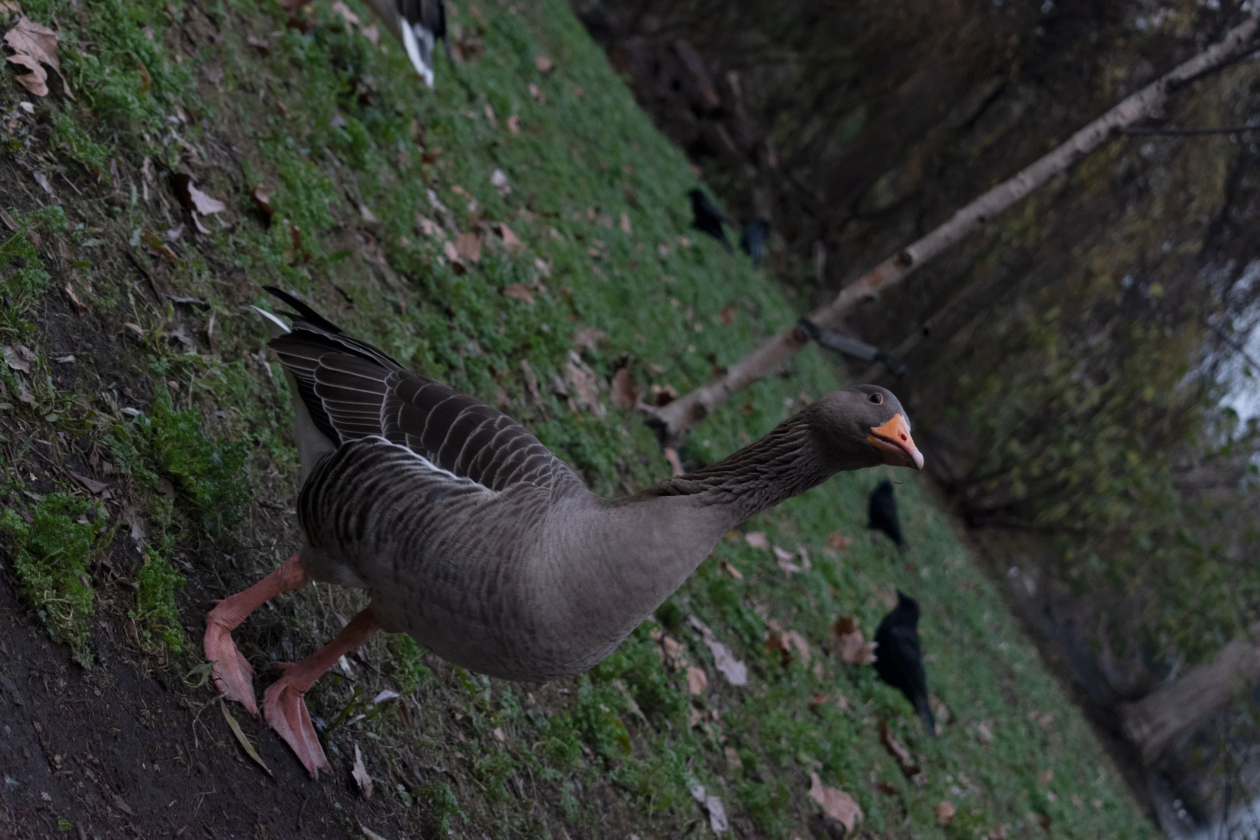 DSC_0058.jpg