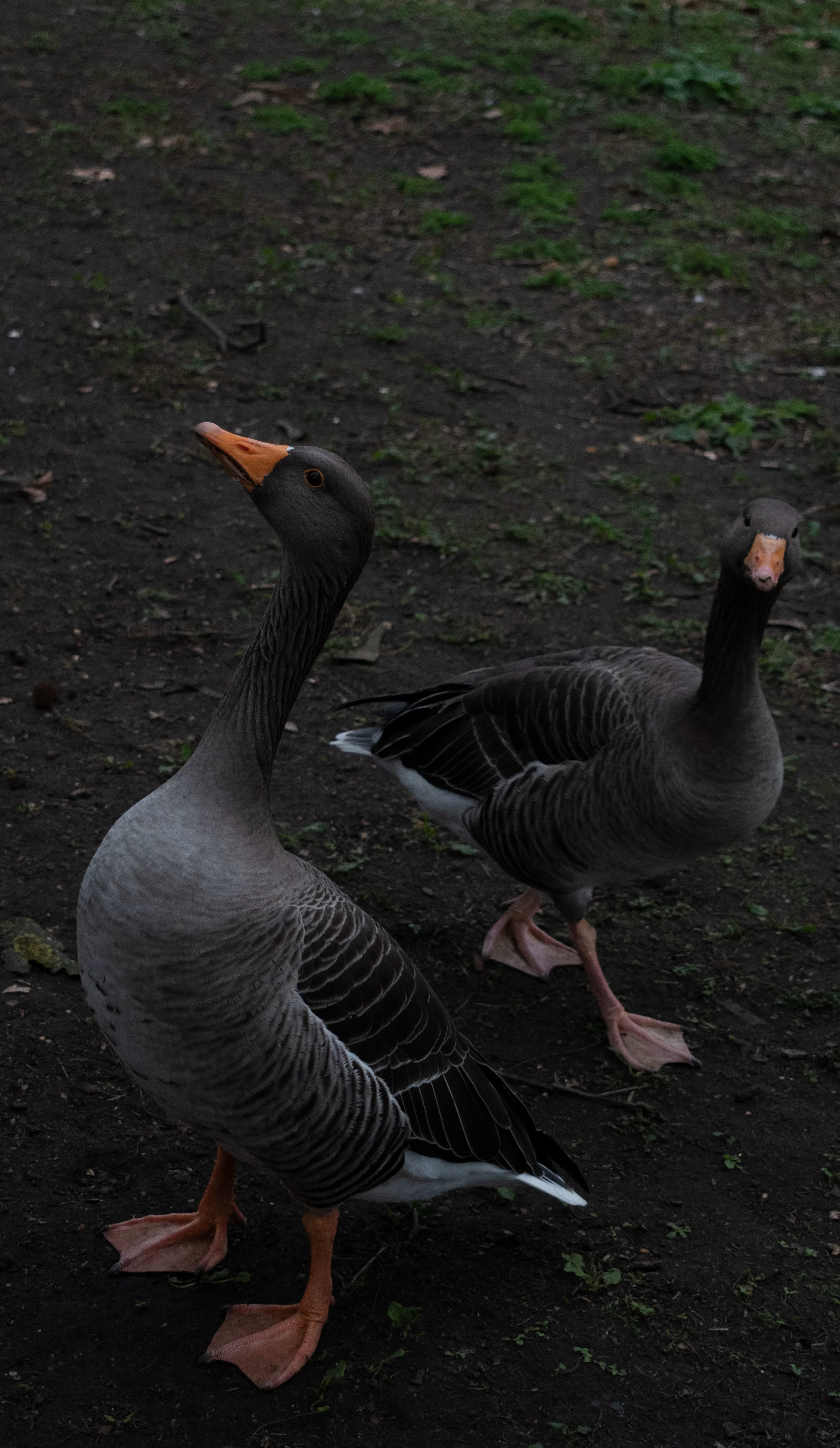 DSC_0074.jpg