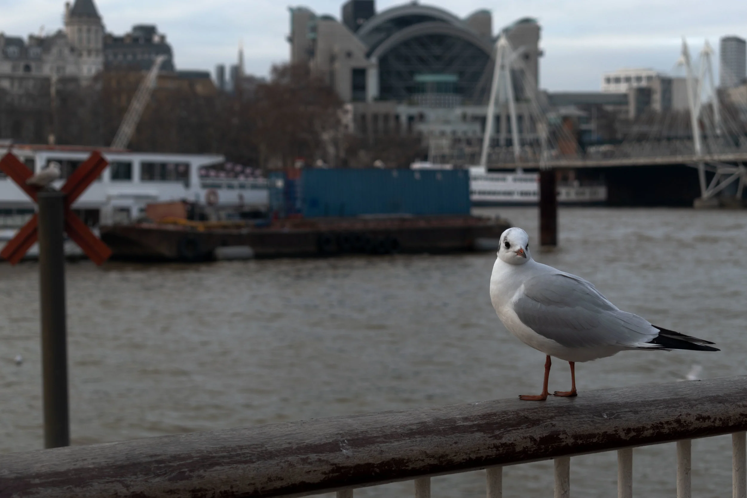 DSC_0052.jpg
