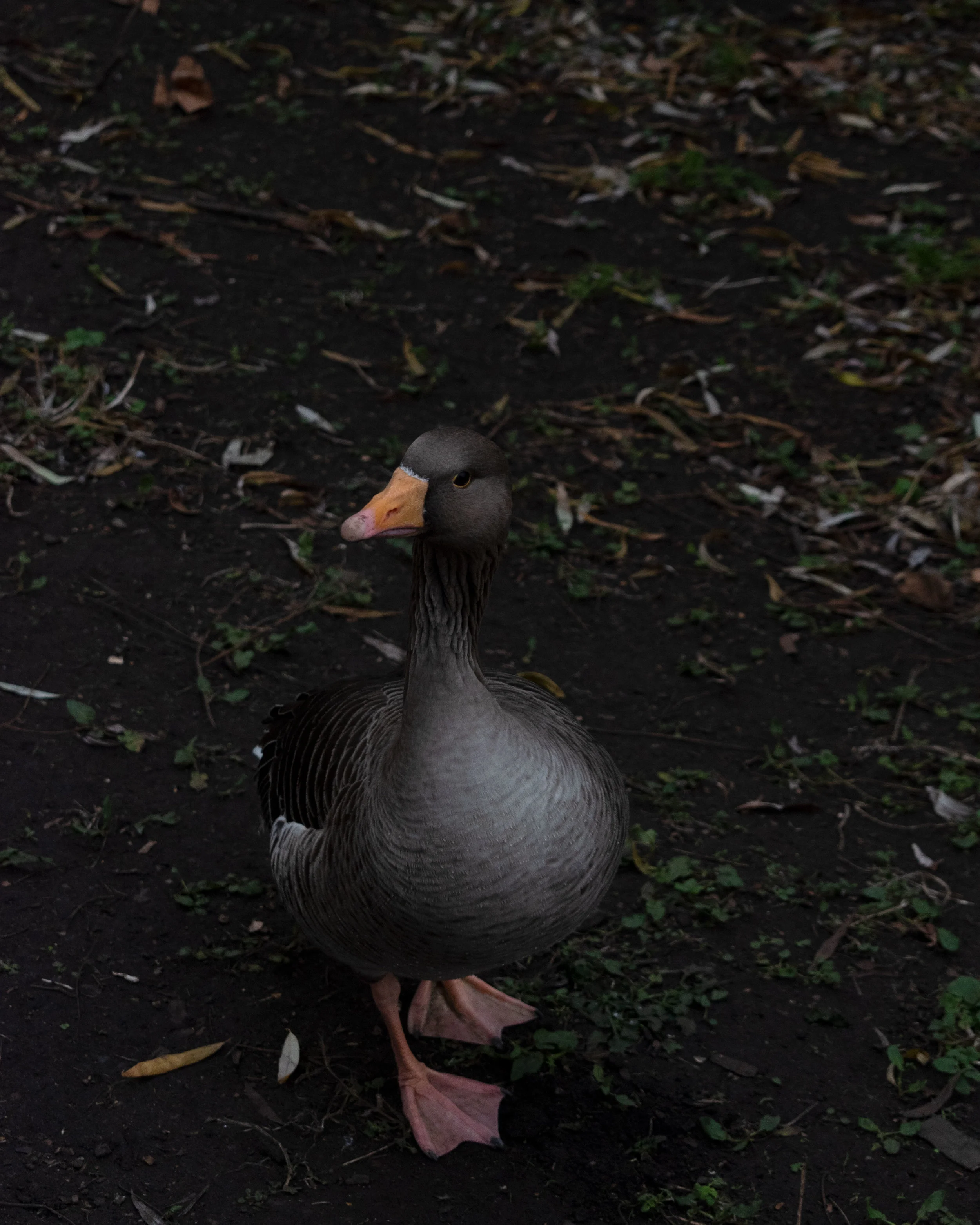 DSC_0067.jpg