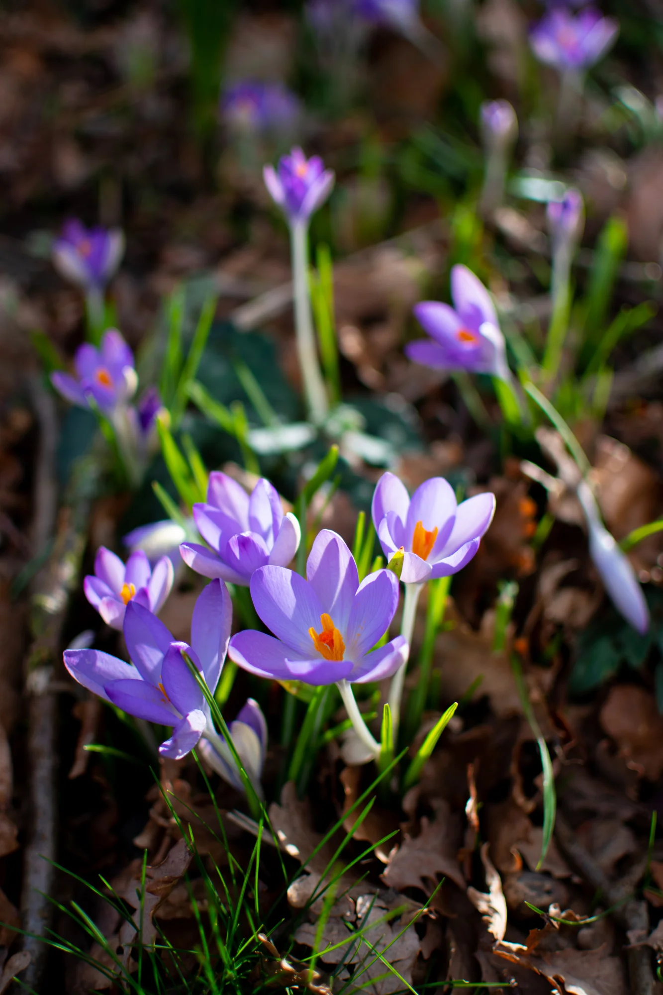 DSC_0289.jpg