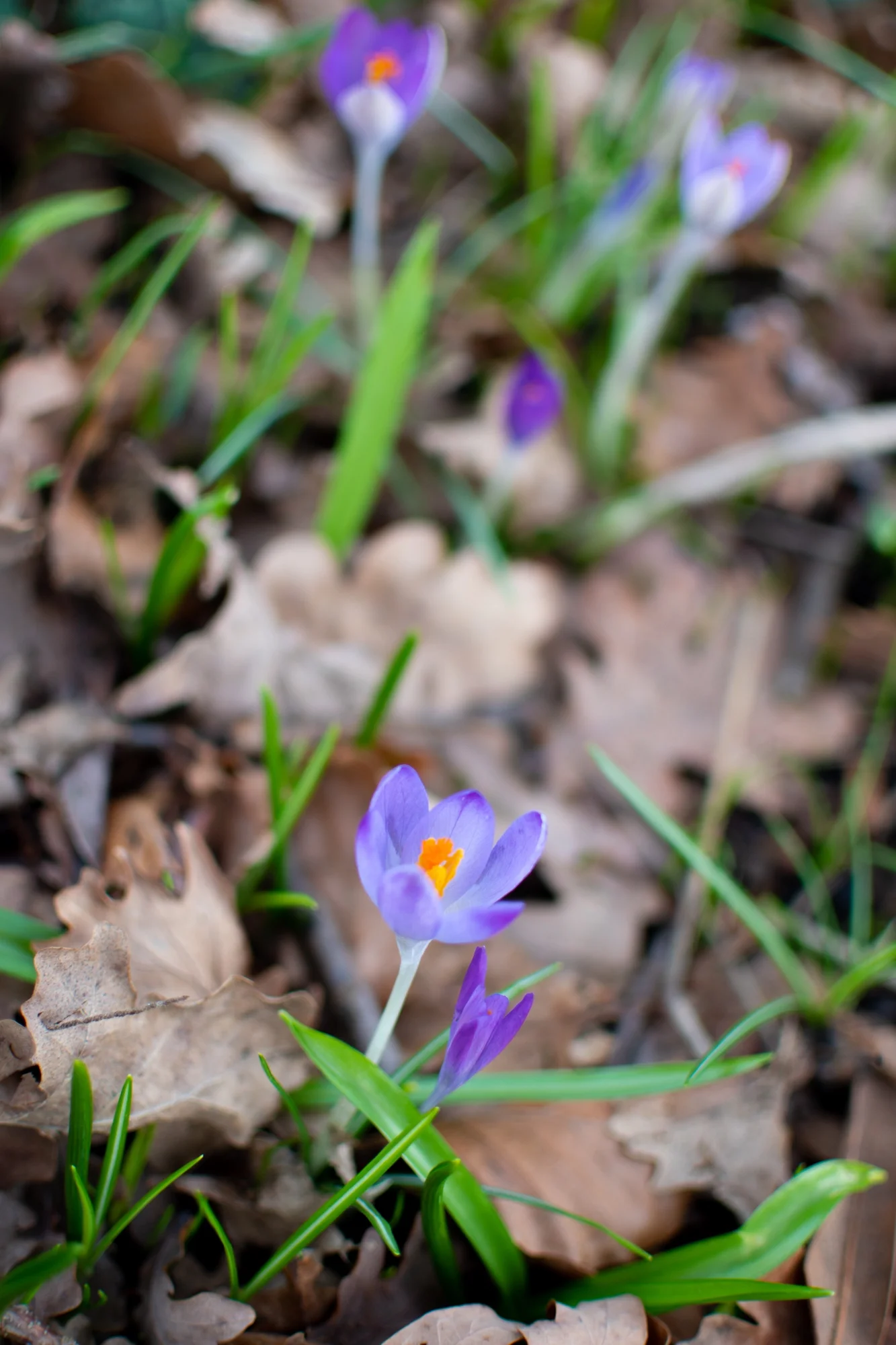 DSC_0287.jpg