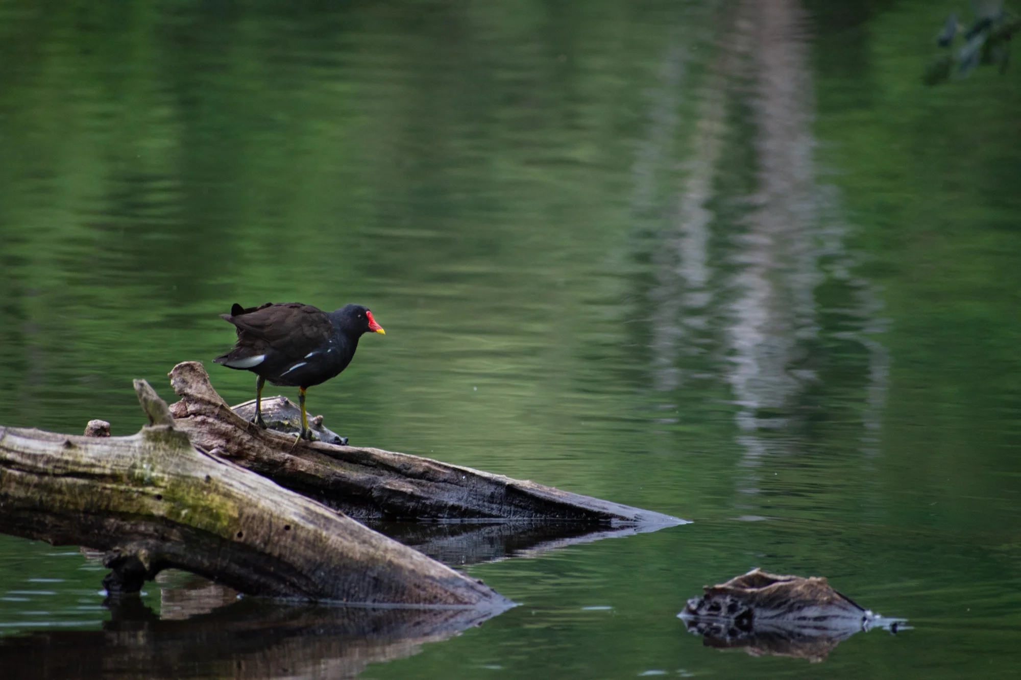 DSC_0565.jpg