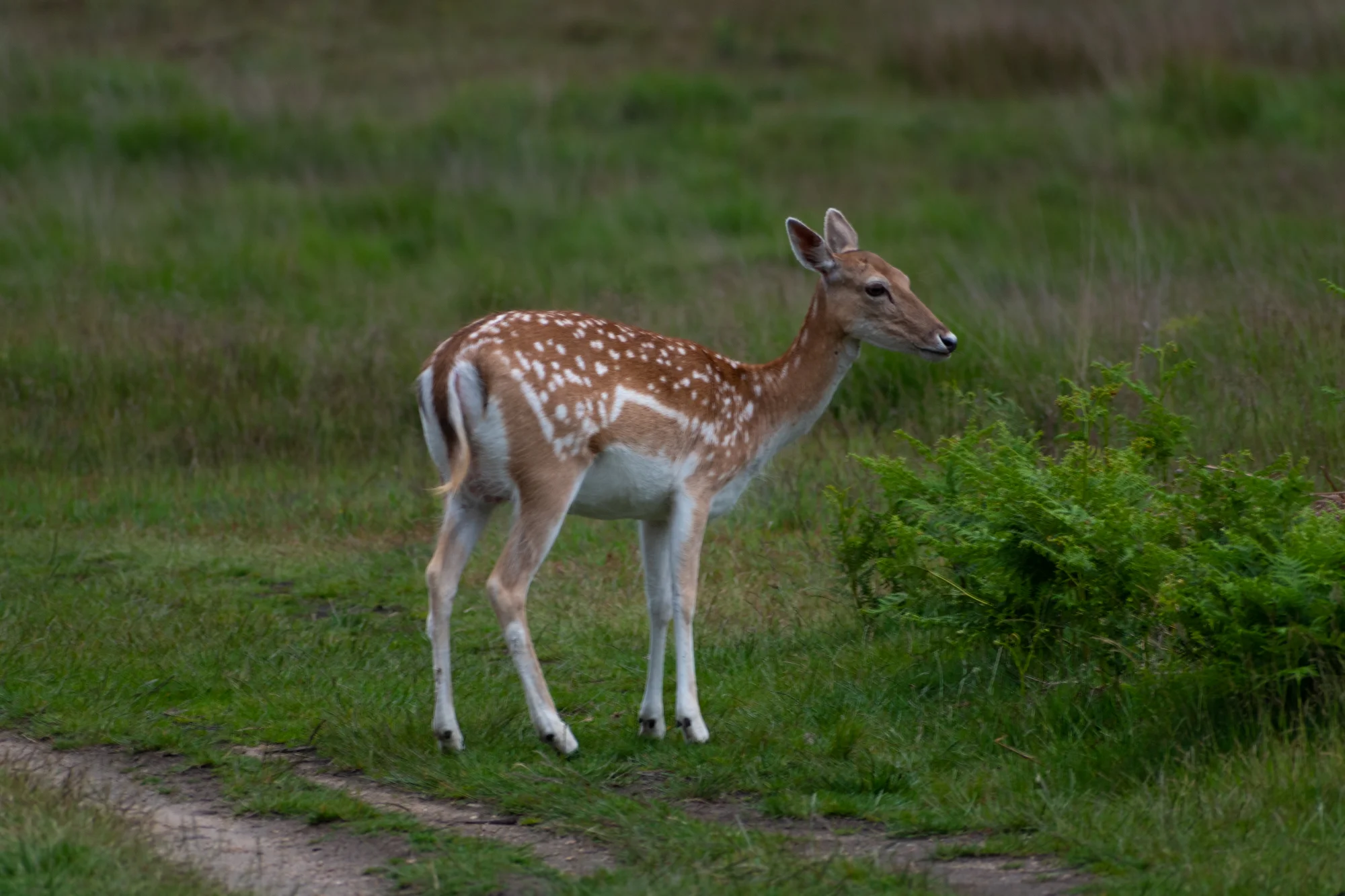 DSC_0525.jpg